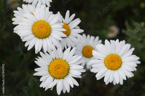 Blooming Daisies. Beautiful sunny day. Green background