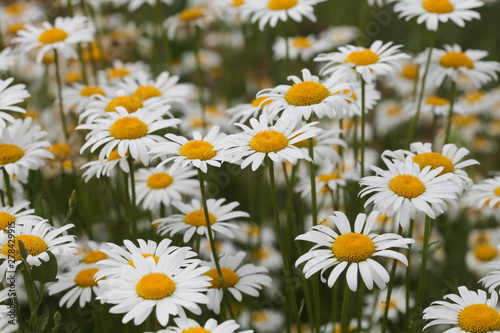 Full bloom of chamomile flowers.camomile