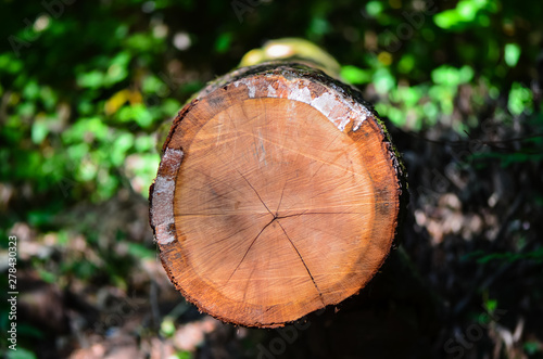 cut tree trunk
