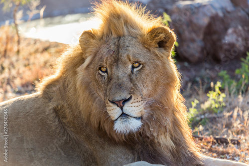 captive young male lion