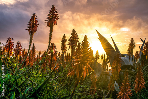 Aloe vera