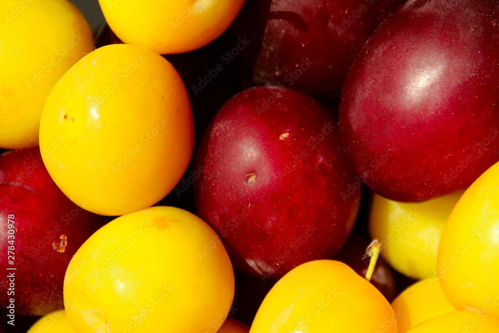 Cropped shot of plums. Food concept. Summer background. Colorful fresh plum. Ripe juicy plums. Cropped shot of plums. Food concept. Summer background. Colorful fresh plum. Ripe juicy plums.