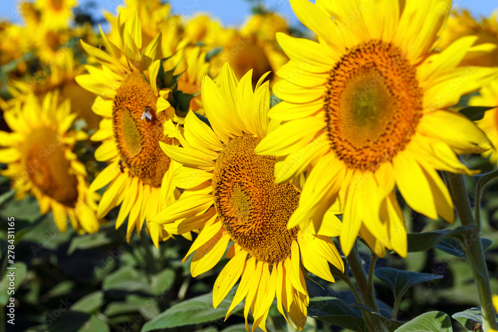Sunflower natural background. Sunflower blooming. Close-up of sunflower Sunflower natural background. Sunflower blooming. Close-up of sunflower