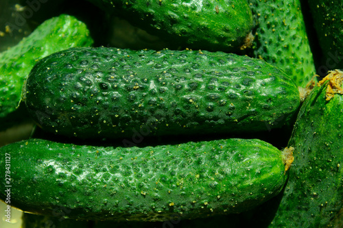 Cropped shot of green cucumber. Green nature background. Healthy food background.