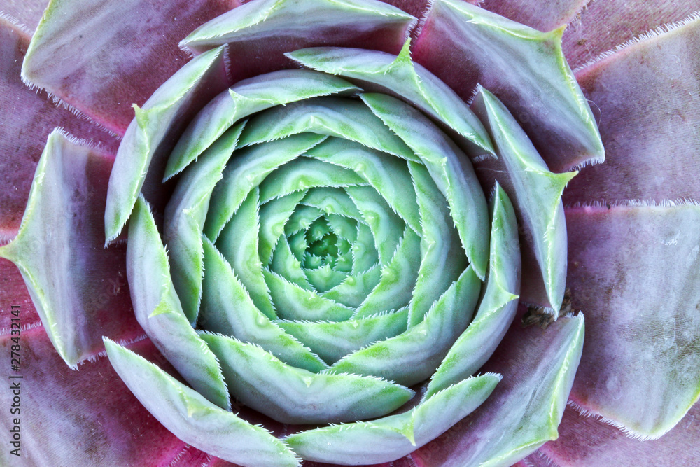 Close up detail of a Sempervivum succulent house leek plant to make an abstract floral background Close up detail of a Sempervivum succulent house leek plant to make an abstract floral background