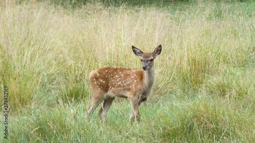 Baby Deer in Long Grass 3