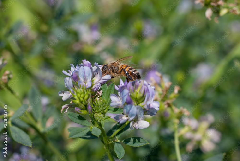 l'ape prende il nettare dal fiore l'ape prende il nettare dal fiore
