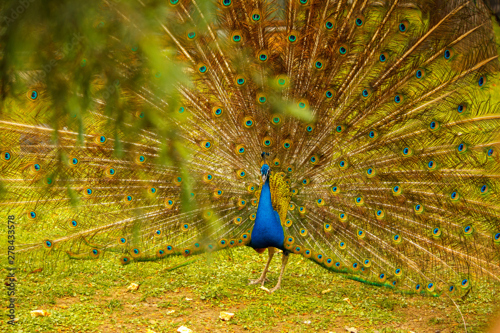 Obraz premium Peacock walks through the meadow. Foliage in the foreground.