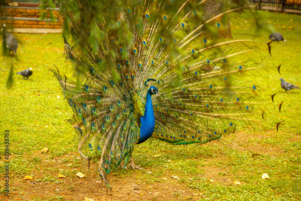 Obraz premium Peacock photographed from the side. Pavlin walks through the meadow.