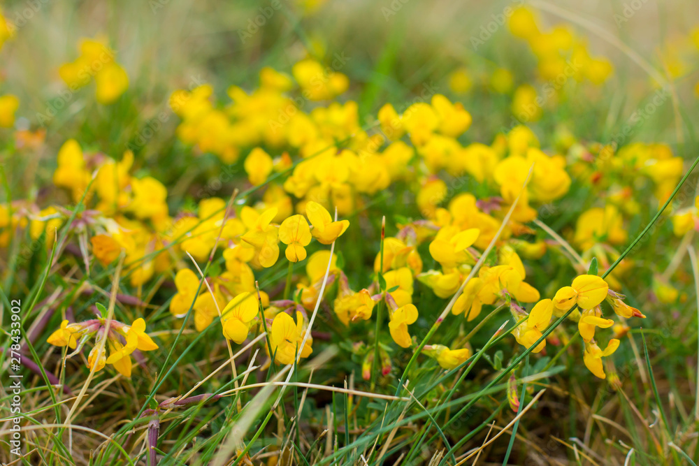 Fototapeta premium delicate small yellow wildflowers in a meadow among green grass close; blurred background, wallpaper