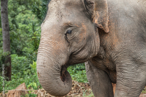 Portrait of a Young Asian Elephant