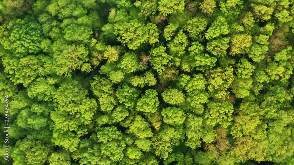 Aerial view of the movement of a dense green array of trees in a national reserve in Bulgaria near the Kamchiya River. Texture of a diverse green crown of mixed forest in spring on sunny day. Pattern Aerial view of the movement of a dense green array of trees in a national reserve in Bulgaria near the Kamchiya River. Texture of a diverse green crown of mixed forest in spring on sunny day. Pattern