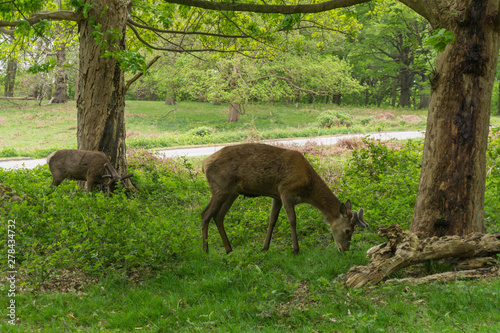 Deer in Richmond Park  London