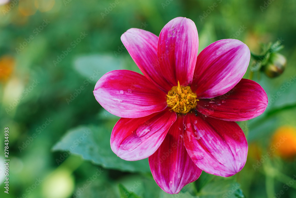 A bright pink purple dahlia flower grows in a summer garden. Copy space A bright pink purple dahlia flower grows in a summer garden. Copy space