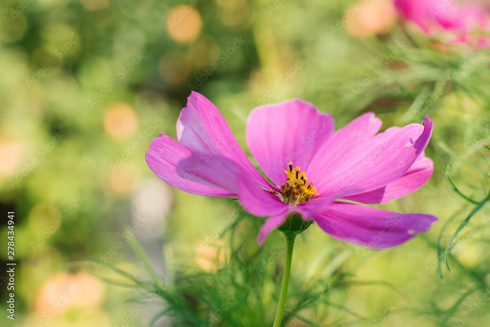 A bright pink purple cosme flower grows in a summer garden. A bright pink purple cosme flower grows in a summer garden.