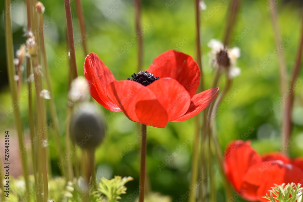 Fototapeta premium Poppy_Flower