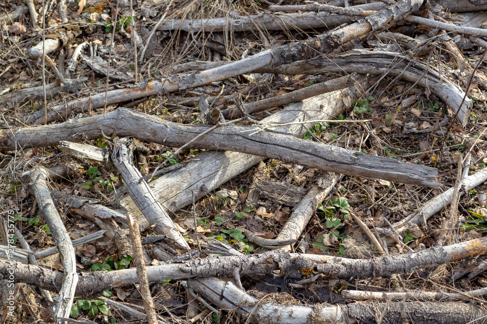 Dry branches and fallen tree trunks on the ground Dry branches and fallen tree trunks on the ground