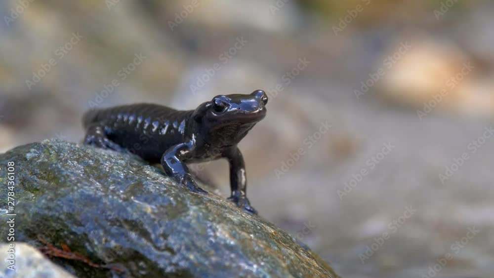 Alpine salamander (Salamandra atra) in mountain stream Alpine salamander (Salamandra atra) in mountain stream