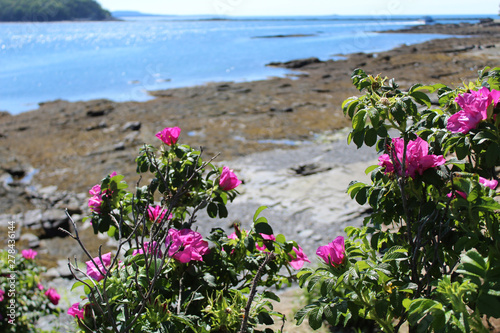 Virginia rose at Frenchman Bay at Bar Harbor, Maine at low tide photo