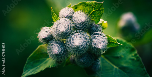 Łopian, Arctium Lappa, lopian burdock photo