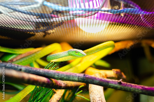 Ahaetulla prasina (0.1 - female) . Jade Vine Snake. It feeds on small birds, frogs, lizards, and small rodents. Tree snake. Exotic animals in the human environment. Snake on a dark background.