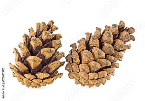 Two brown pine cones on a white background