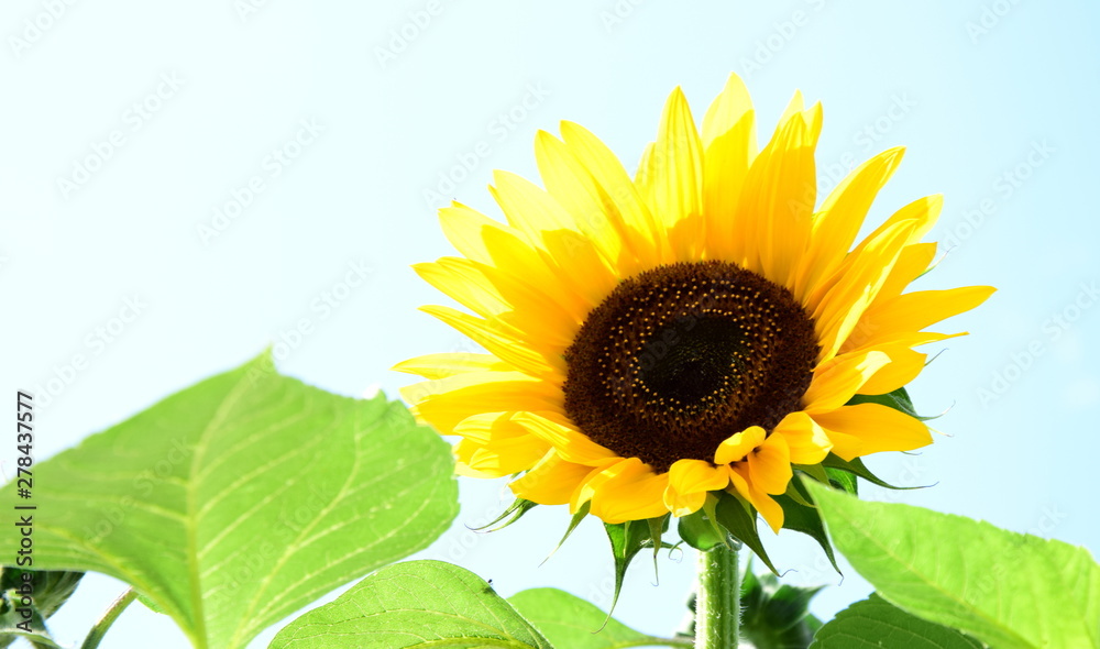 Obraz premium Sonnenblume isoliert vor hellen Hintergrund