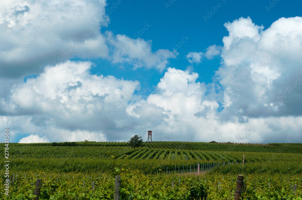 Growing vines under blue skies. Landscape with vineyard and beautiful sky with white clouds