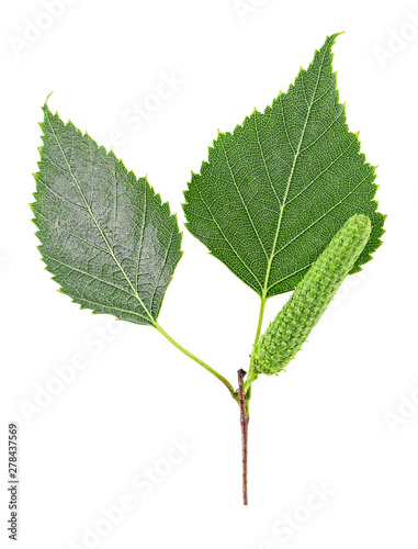 Branch of birch tree with green leaves and catkins isolated on white background