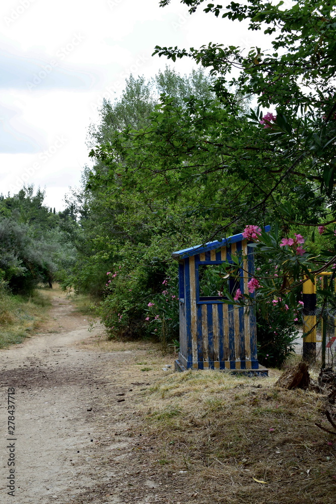 Fototapeta premium trees and flowers in the forest