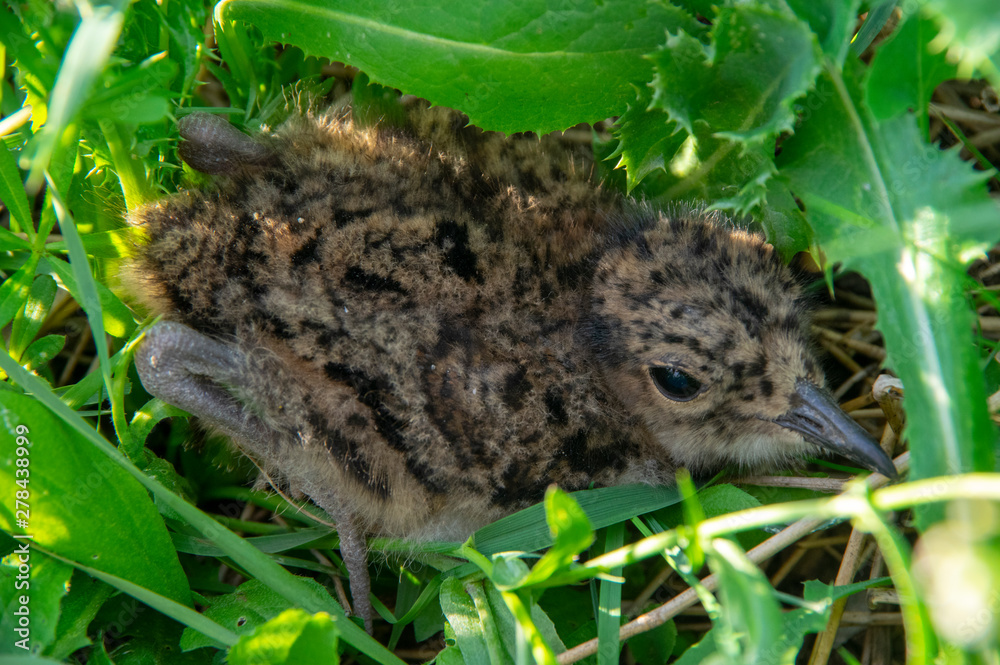 Obraz premium Little partridge hide in the grass