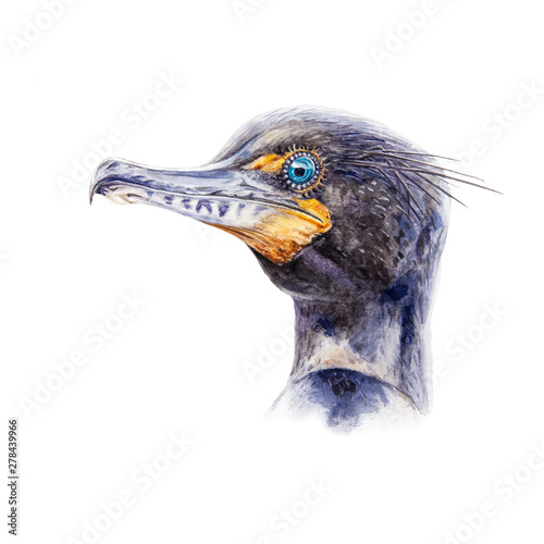 Watercolor illustration of a cormorant bird. Hand drawn portrait of a waterfowl bird  isolated on white background.