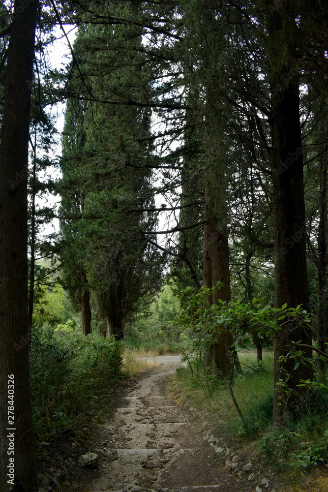 Obraz premium trees in the forest