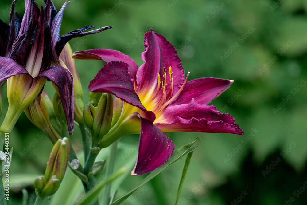 Fototapeta premium beautiful red day lily flower head against a green bokeh background