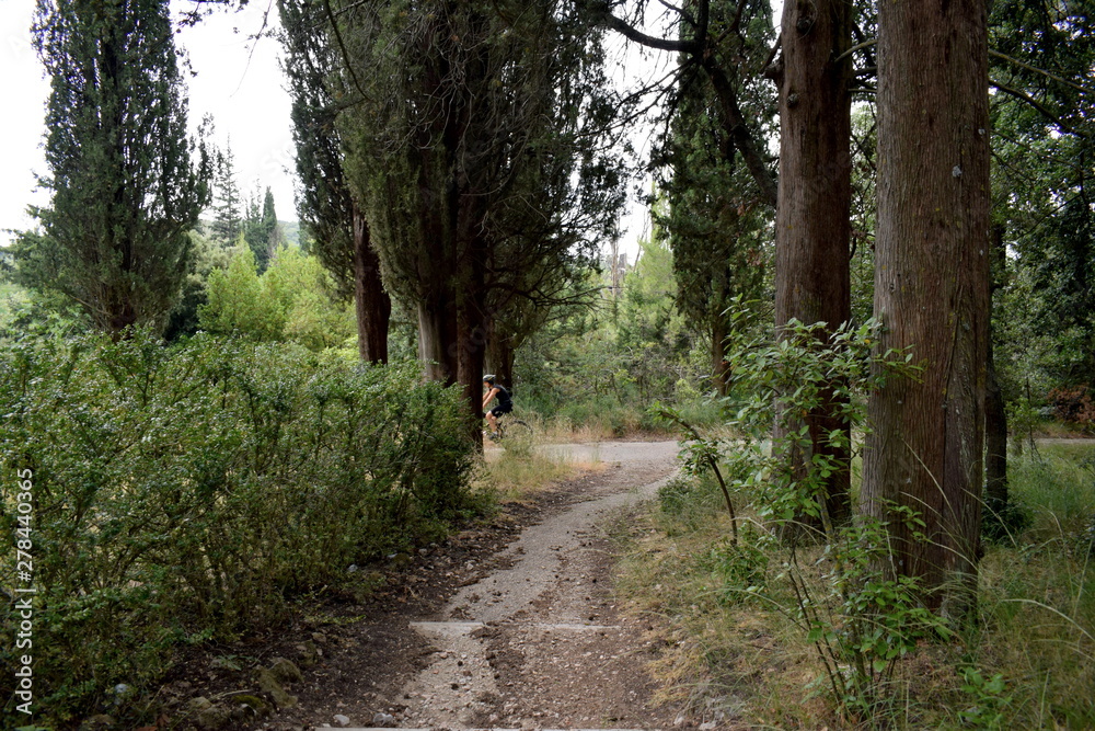 Obraz premium trees in the forest