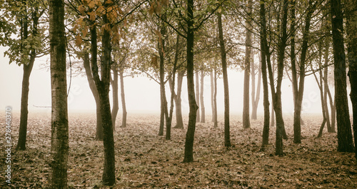 forest in autumn fog