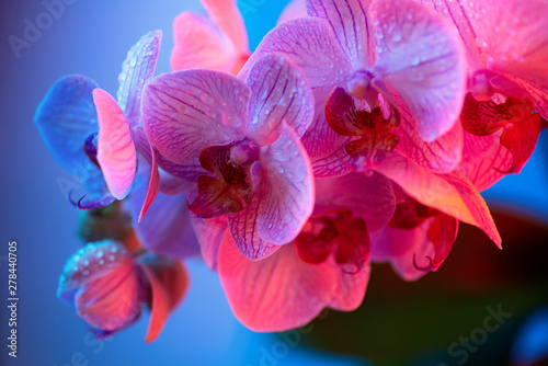 delicate pink Orchid with dew drops close-up on dark background