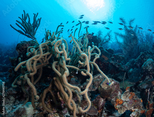Gorgonian soft corals on the reef at the Andrea 1 dive site, Bonaire, Netherlands Antilles