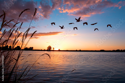 Geese flying over a beautiful sunset.