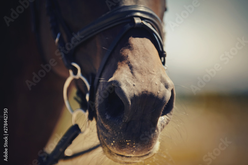Nose sports brown horse in the bridle. Dressage horse.