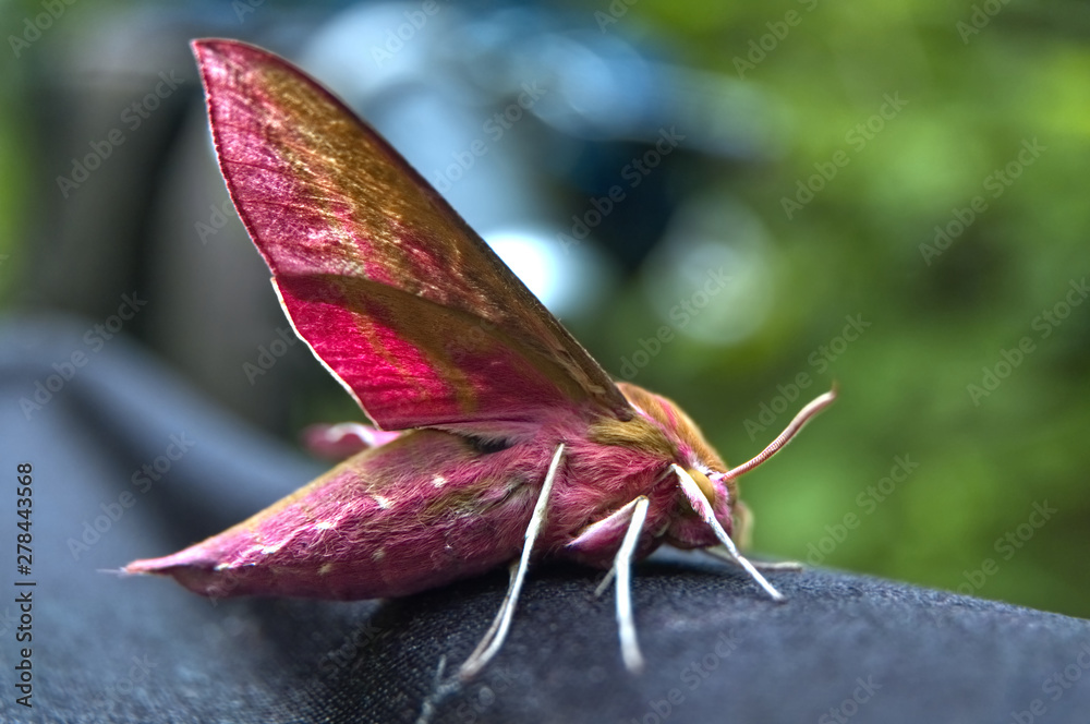 Fototapeta premium Rose-colored hawk moth on a blurred forest background. Macro.