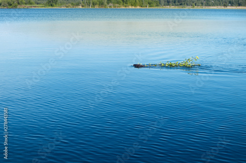 Fototapeta Naklejka Na Ścianę i Meble -  The river beaver swims in blue water and holds in its teeth a green branch of a tree.