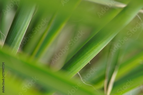 Green leaves of a dracaena flower  for background