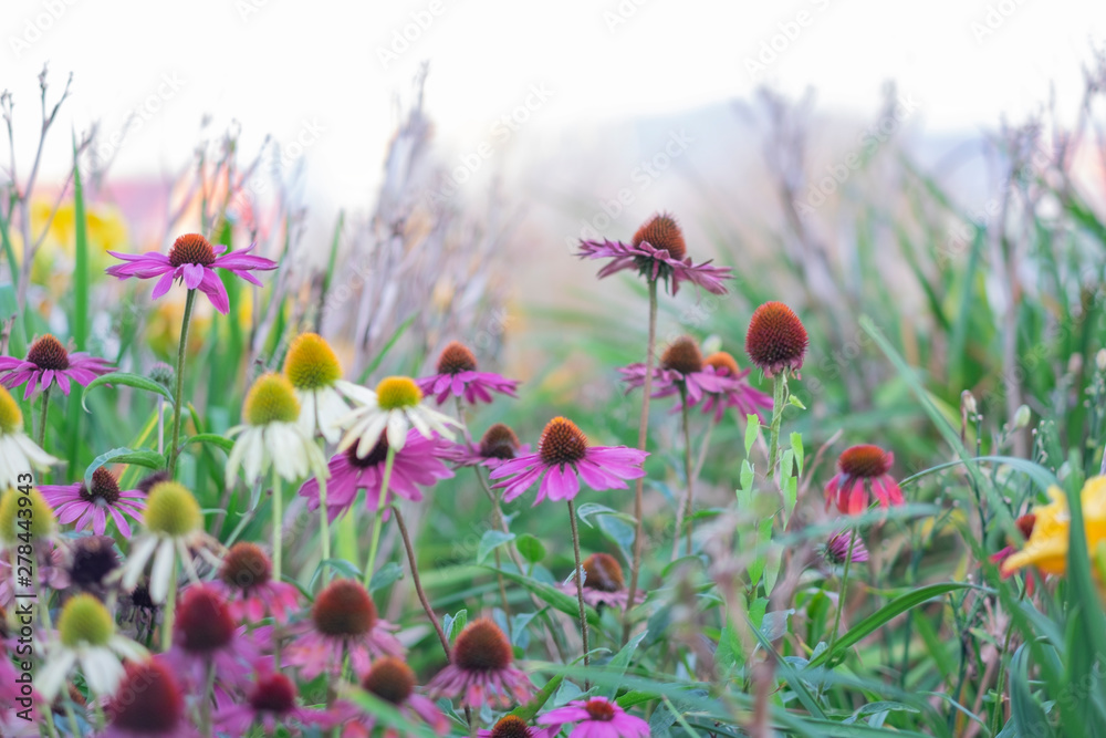 Floral background. Echinacea flowers. Wild meadow