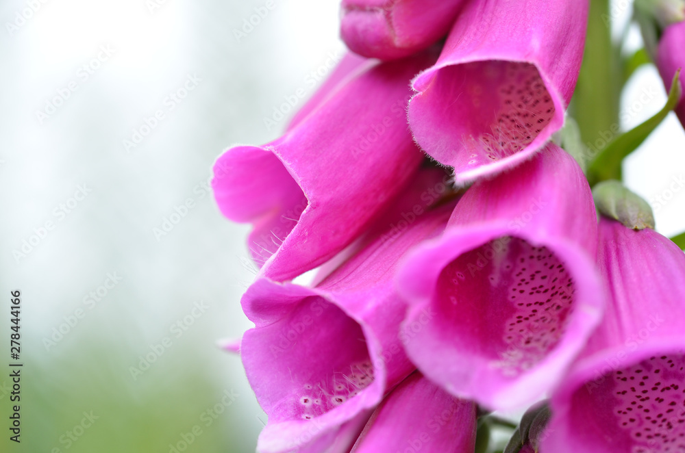 Rote Fingerhut (Digitalis purpurea) Rote Fingerhut (Digitalis purpurea)