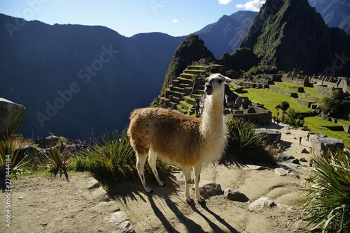 lama at the Machu Picchu ruin, Andes Mountains, Peru
