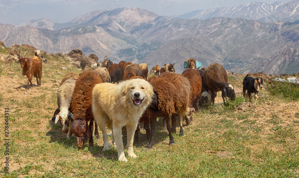 Fototapeta premium Dog and sheeps in the mountains