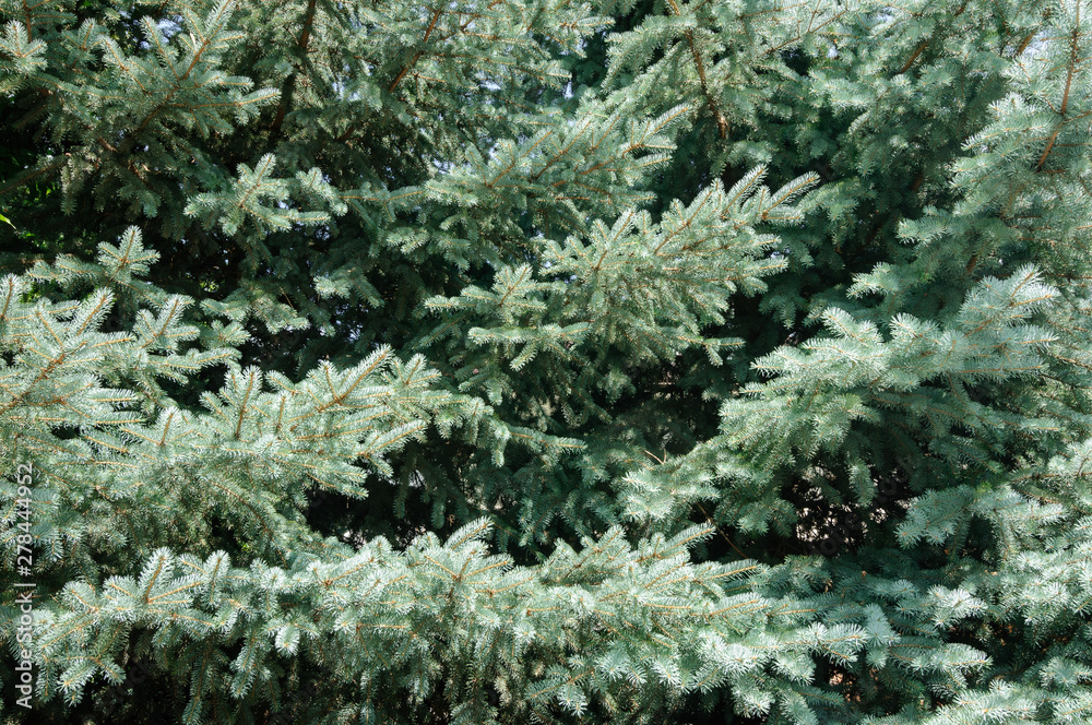 Spreading branches of blue spruce in the park.
