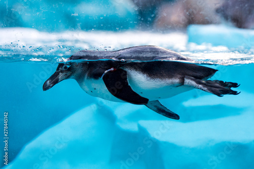 penguin swimming in pool in a zoo