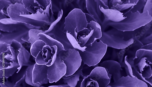 Perfect natural succulent pattern background. Ultra Violet dark and moody backdrop for your design. Copy space. © LanaUst